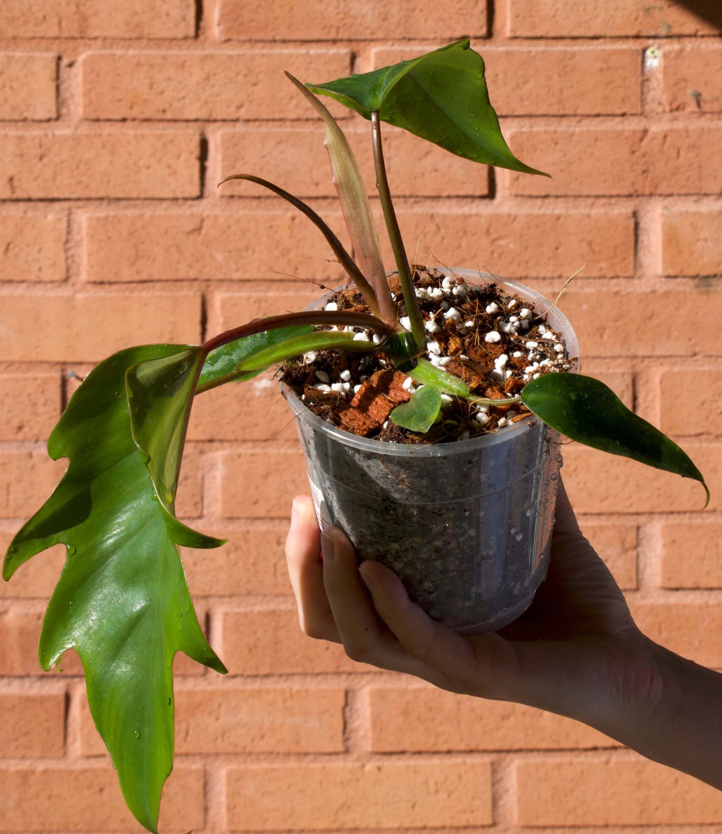 Philodendron Mayoi