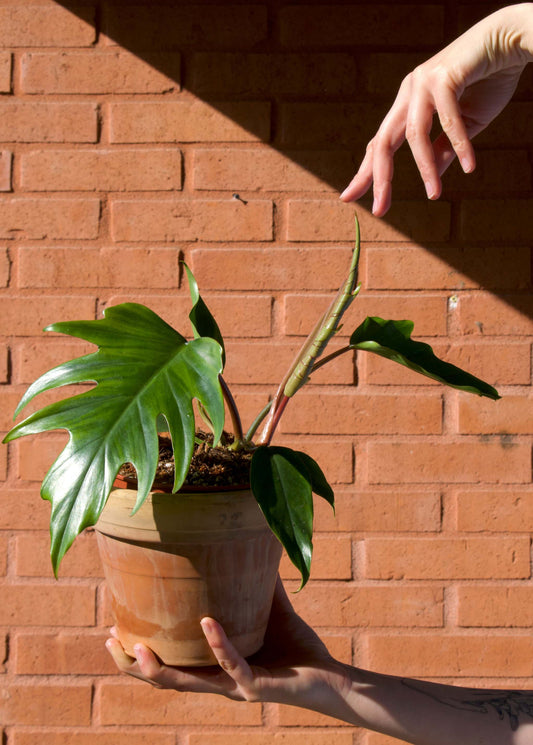 Philodendron Mayoi