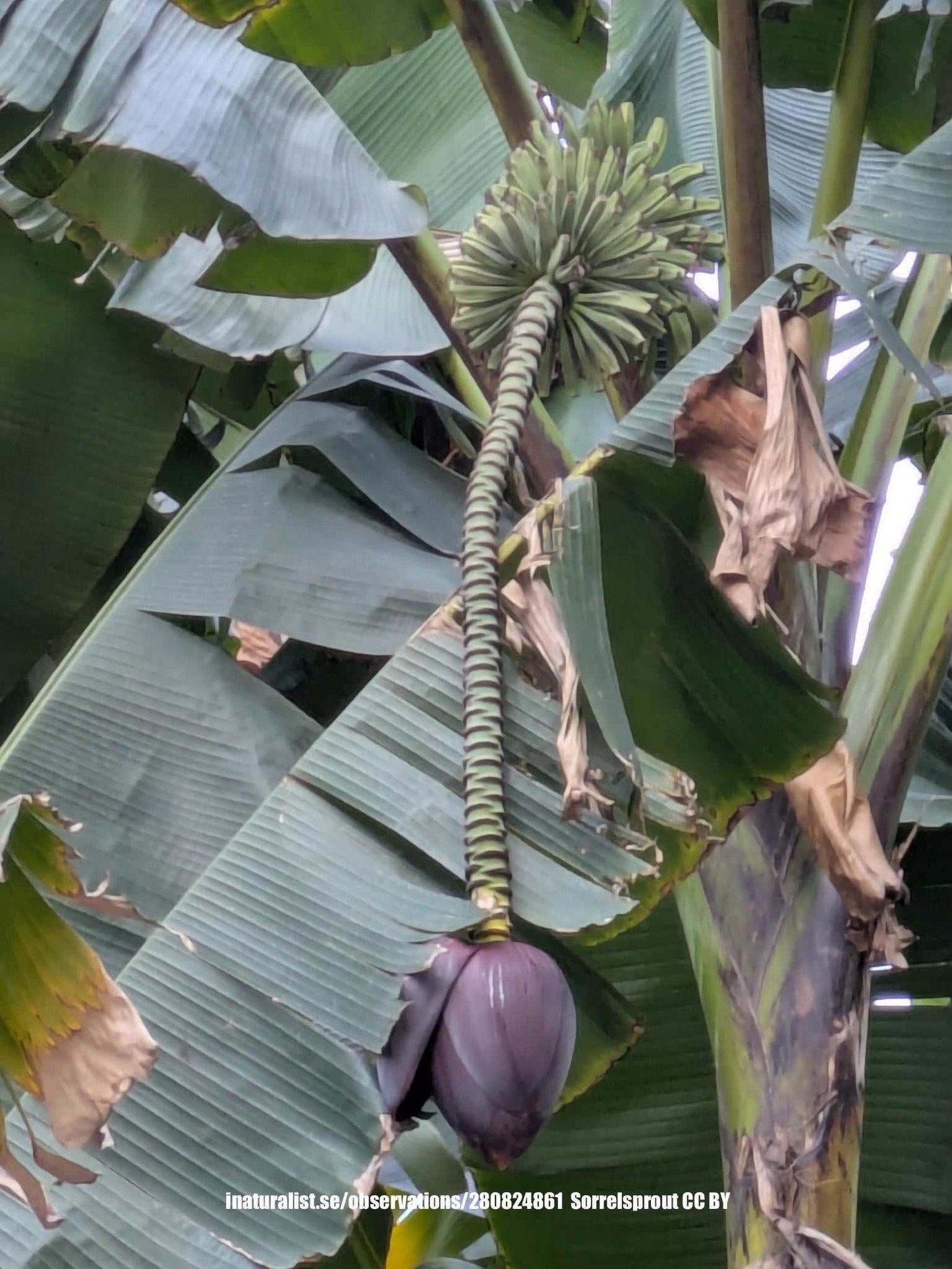 Musa basjoo (frosttåligt bananträd)