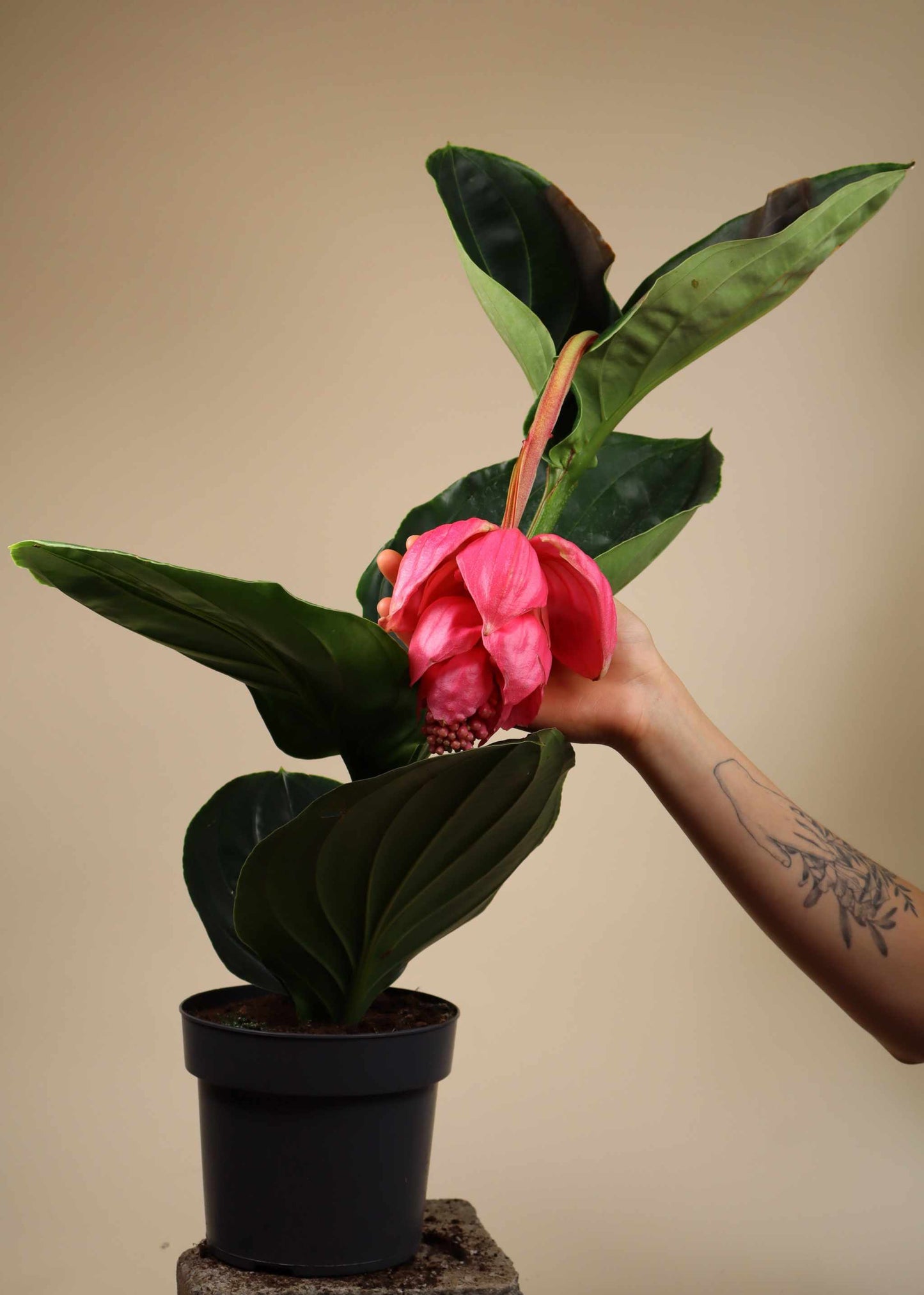 Medinilla magnifica | Rosenskärm