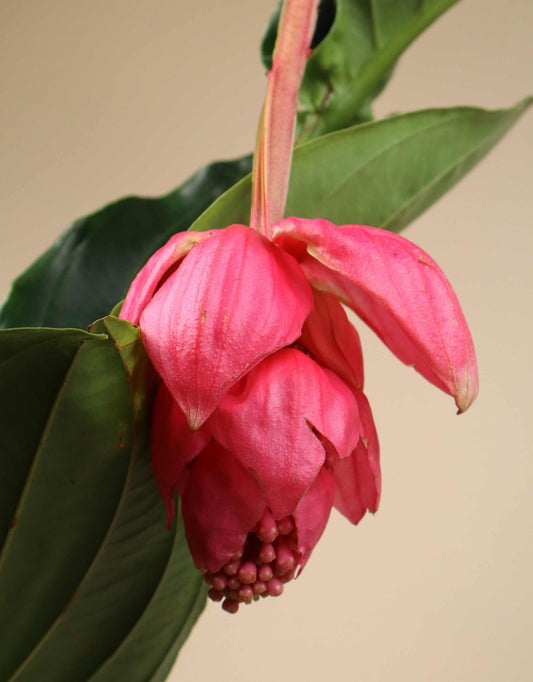 Medinilla magnifica | Rosenskärm