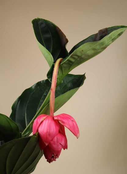 Medinilla magnifica | Rosenskärm