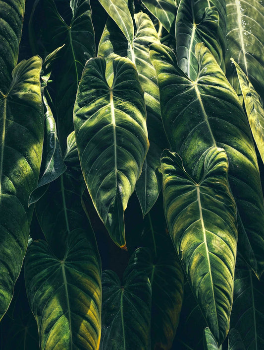 Philodendron melanochrysum