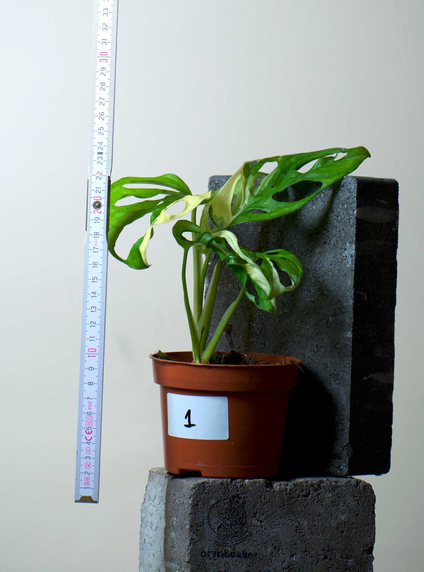 Monstera adansonii albo variegata