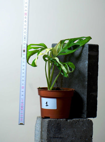 Monstera adansonii albo variegata