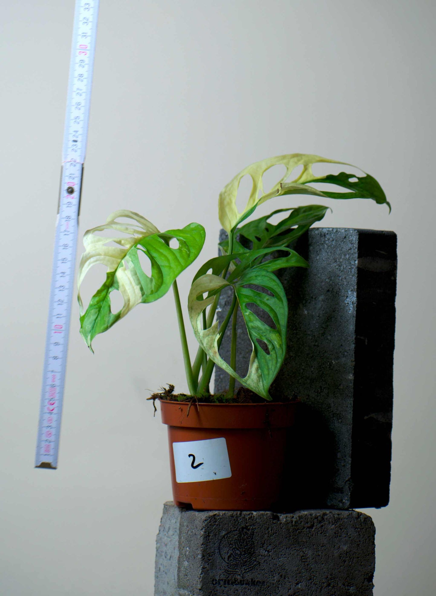 Monstera adansonii albo variegata