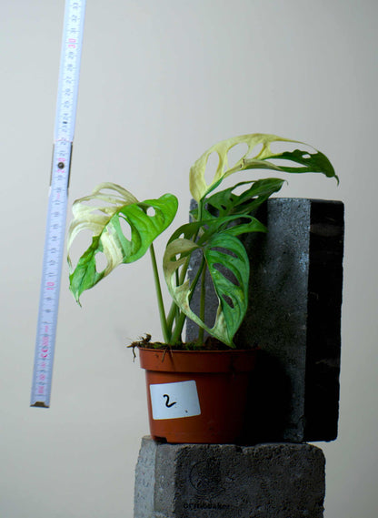 Monstera adansonii albo variegata