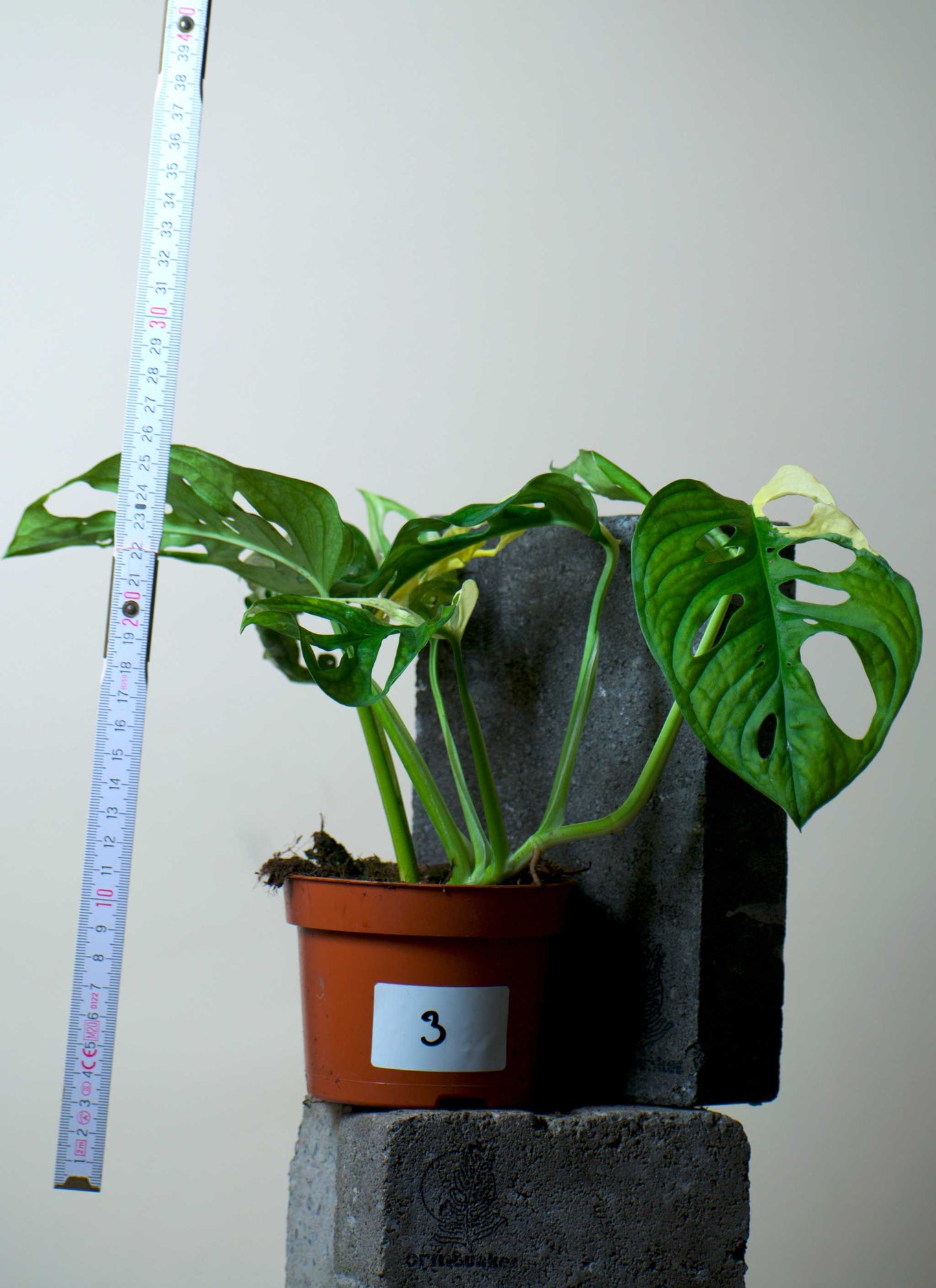 Monstera adansonii albo variegata