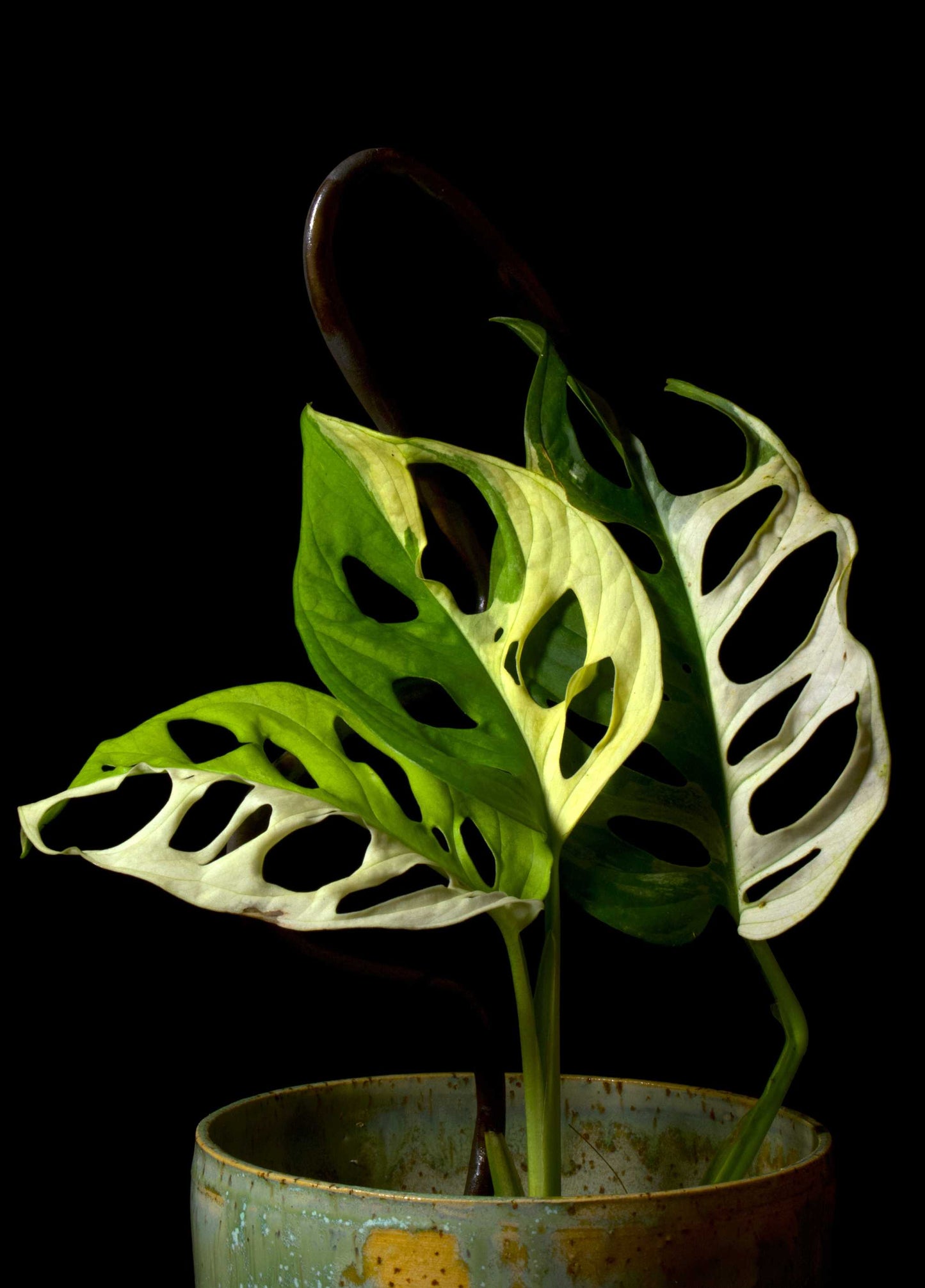 Monstera adansonii albo variegata