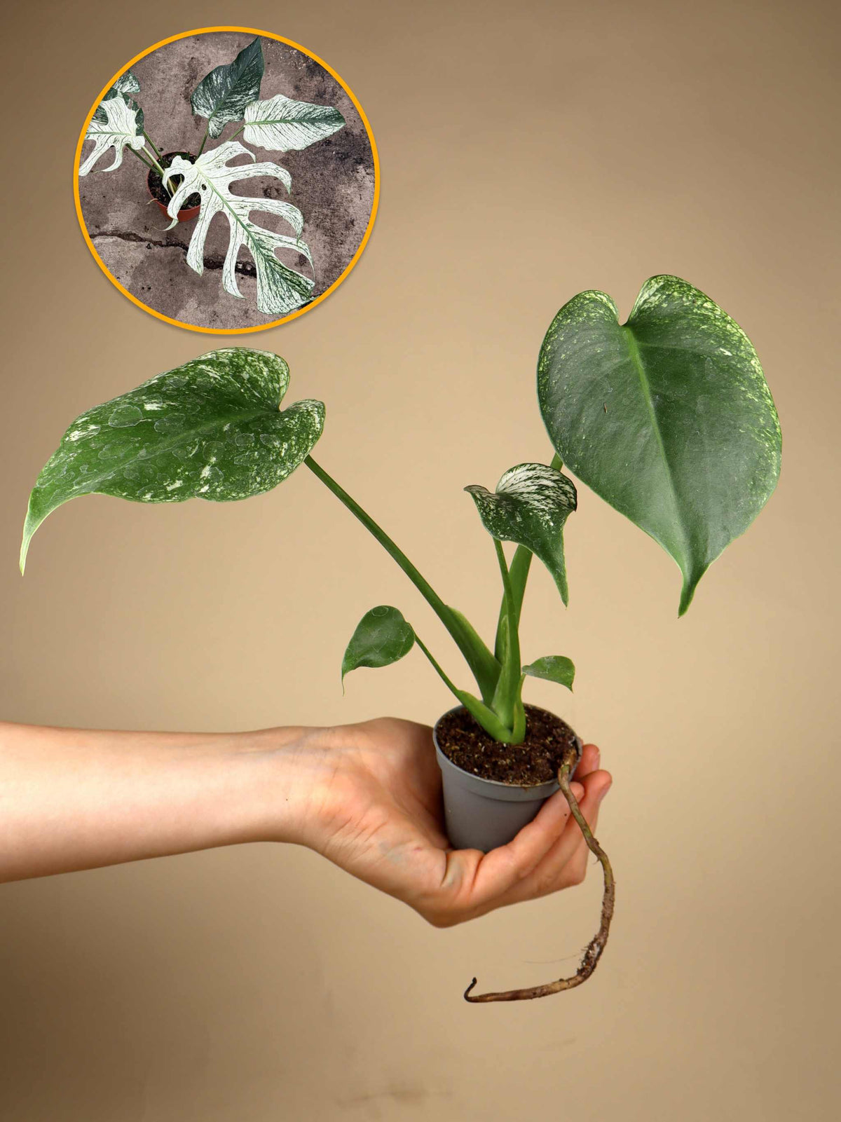 Monstera ‘Devil Monster’