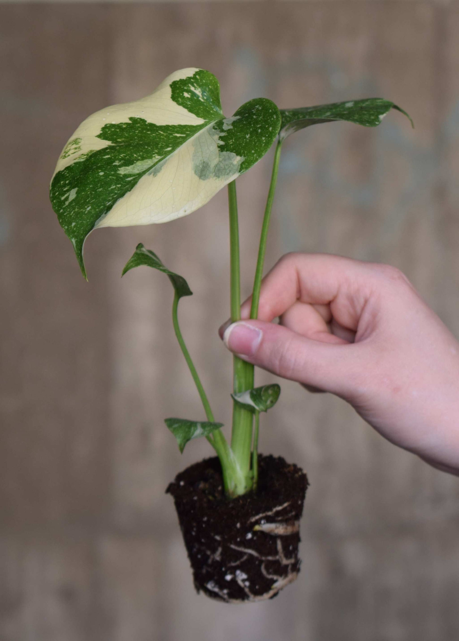 thai constellation monstera soil Buy Monstera Thai Constellation
