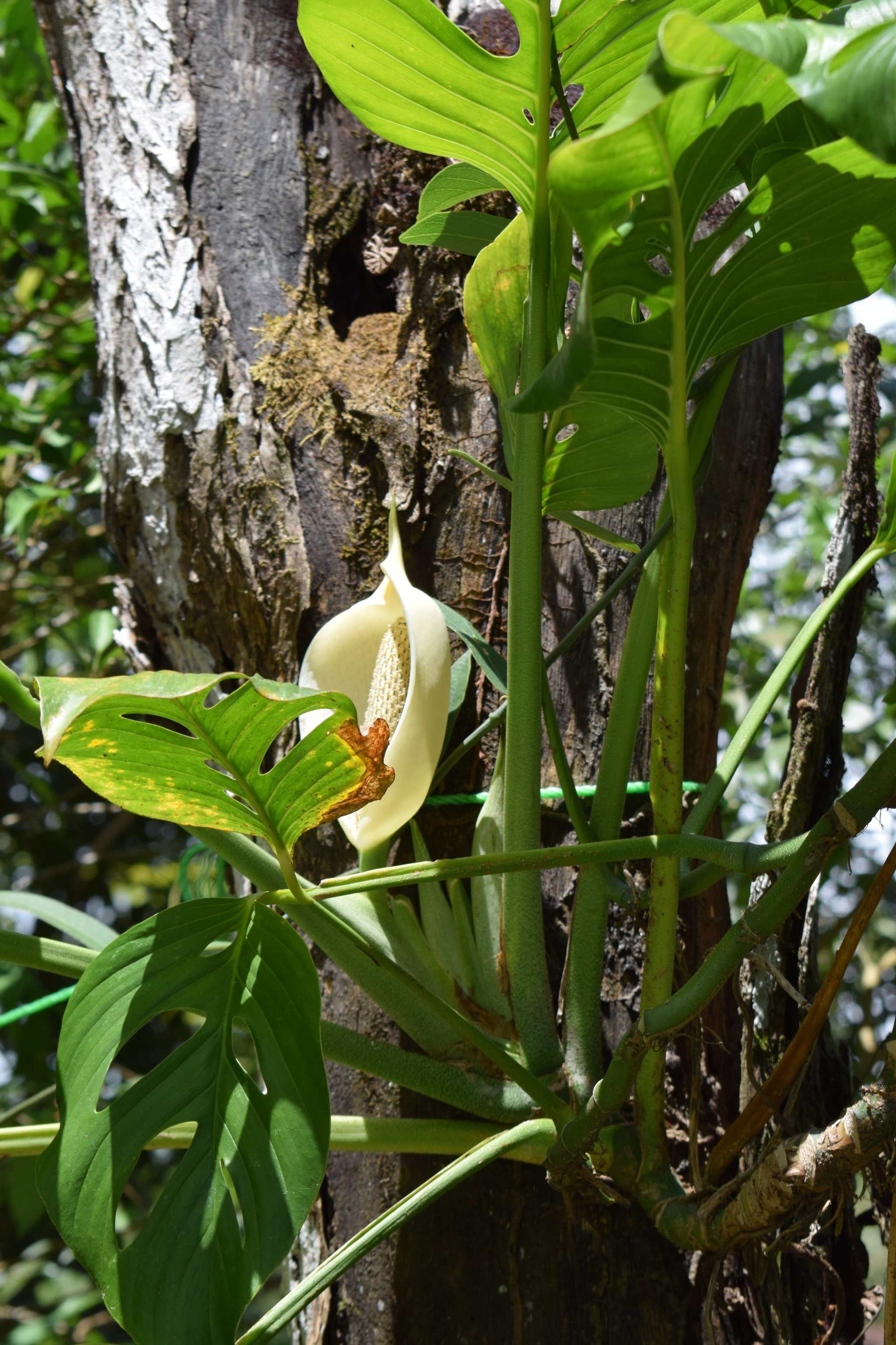 monstera monkey mask plant Monstera Adansonii 'Monkey Mask'| Buy Rare Plants Online – Ormbunker