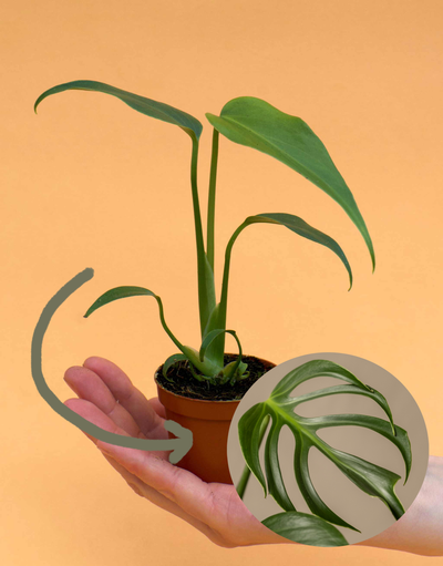 Monstera Burle Marx Flame