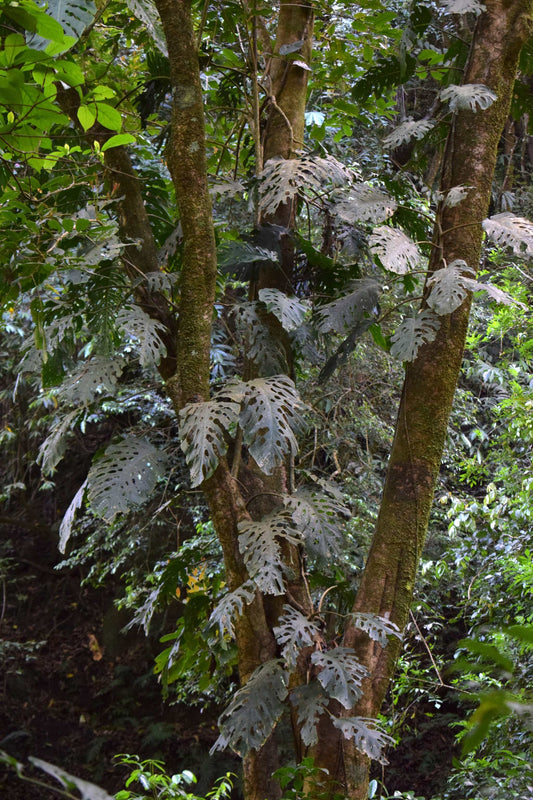 Monstera dubia