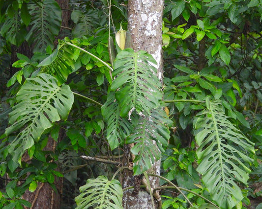 Monstera siltepecana