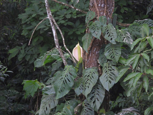 Monstera siltepecana