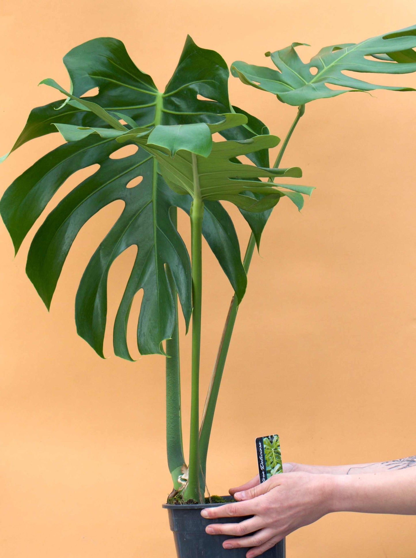 Monstera deliciosa