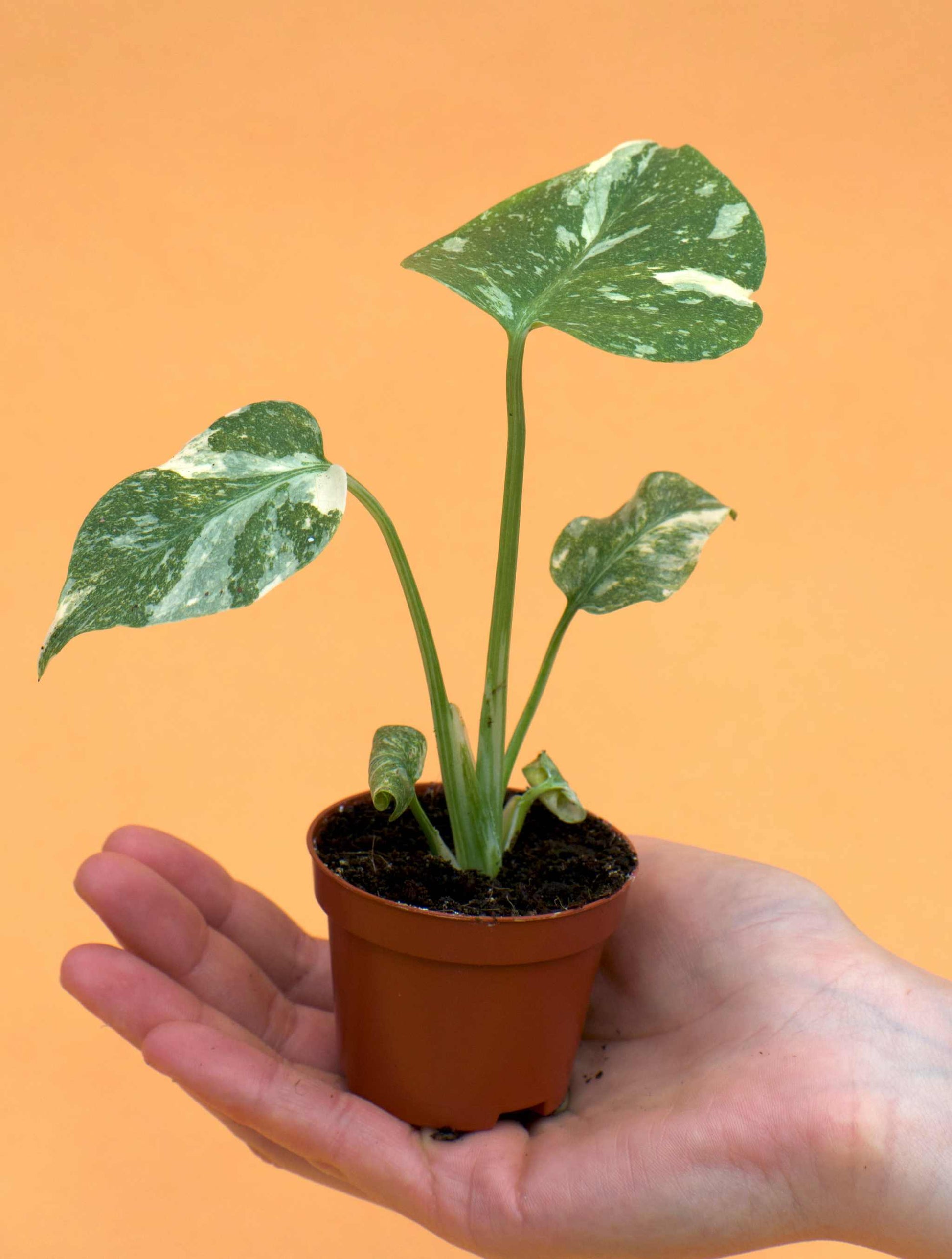 monstera deliciosa var thai constellation Buy Monstera Thai Constellation