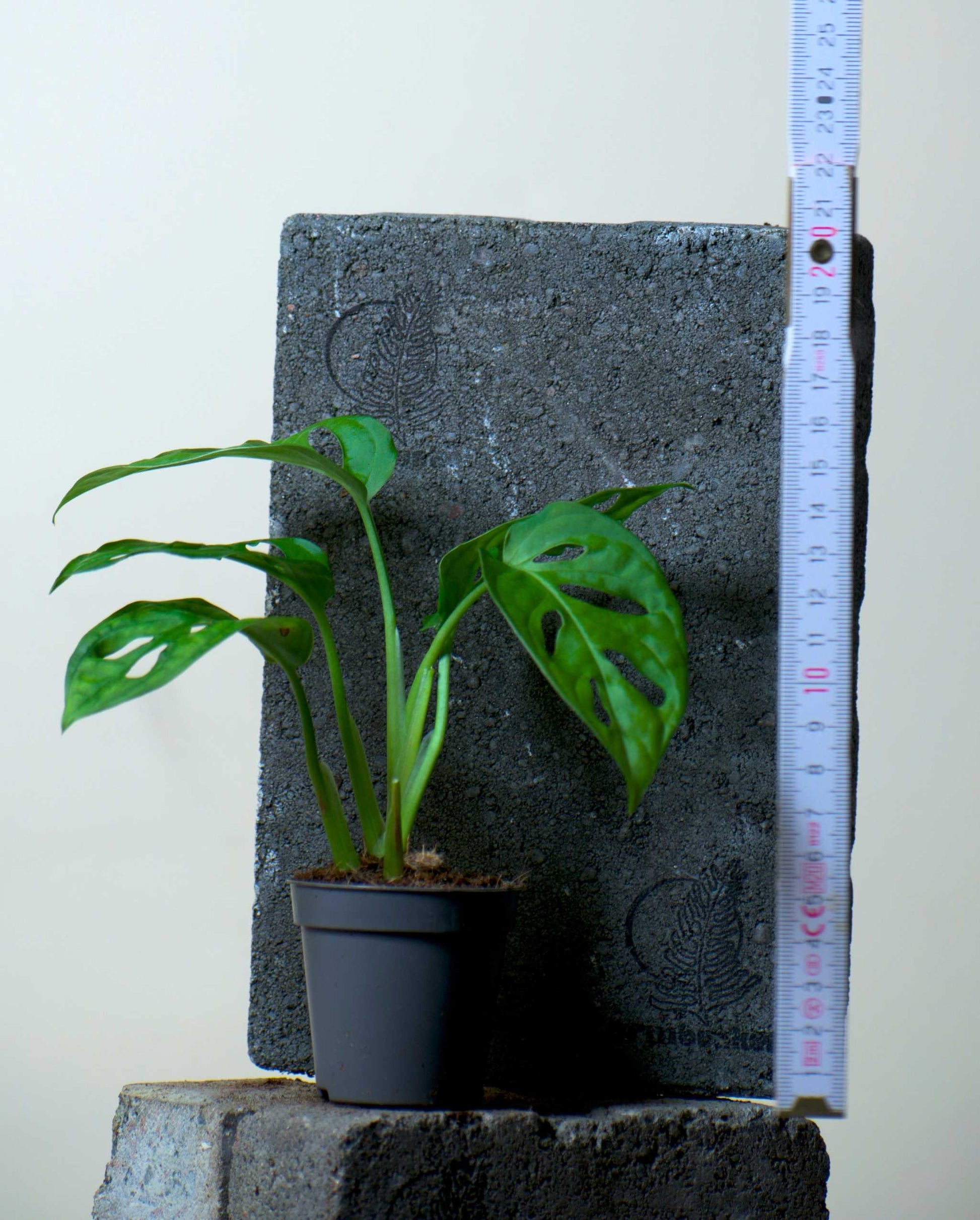 25 40cm monstera adansonii monkey mask 12cm pot house plant Monstera Adansonii 'Monkey Mask'| Buy Rare Plants Online – Ormbunker