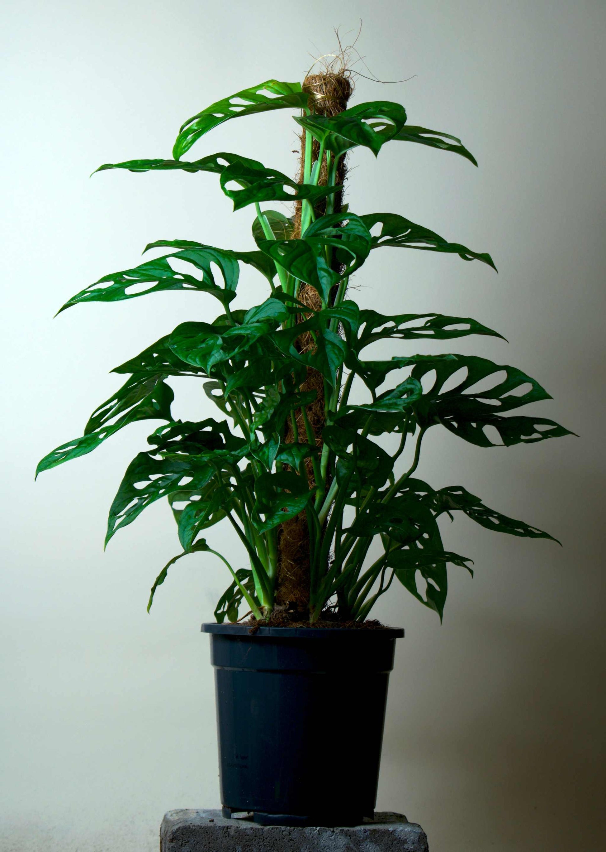 Monstera adansonii 'Monkey mask'