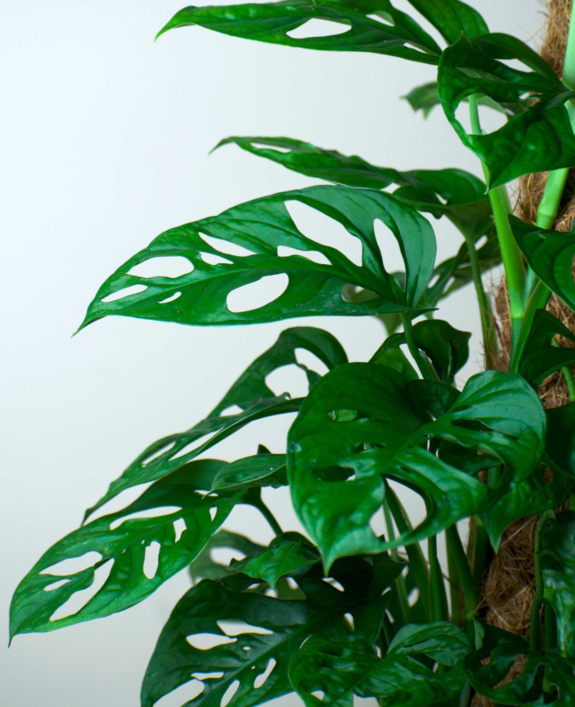 Monstera adansonii 'Monkey mask'