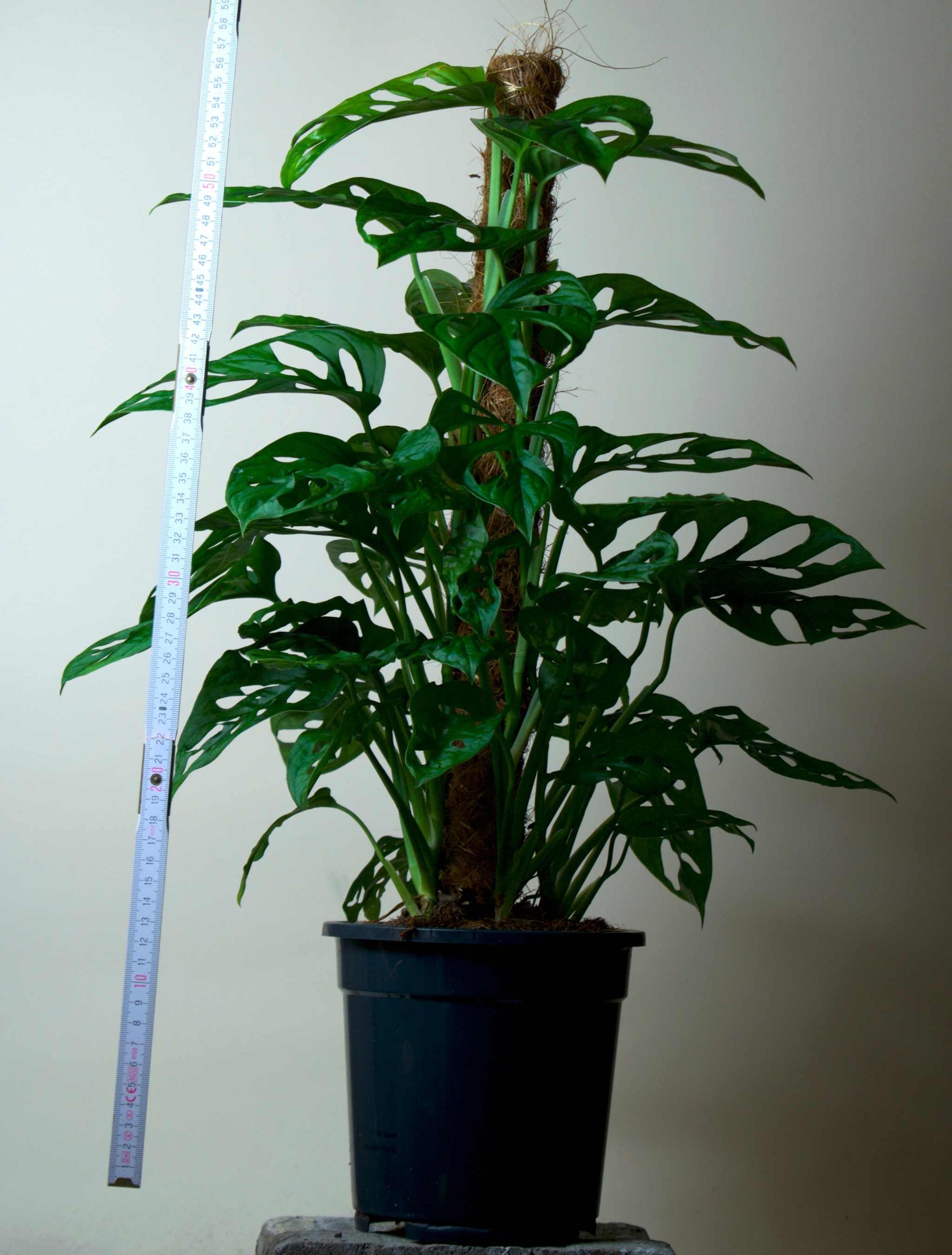Monstera adansonii 'Monkey mask'