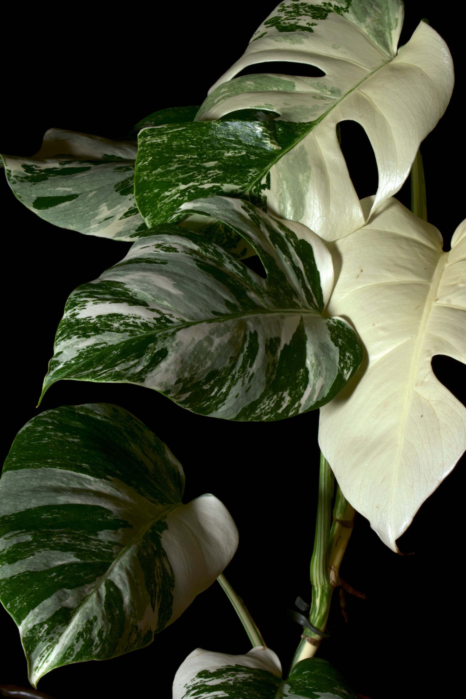 monstera deliciosa albo variegata kaufen Monstera albo variegata
