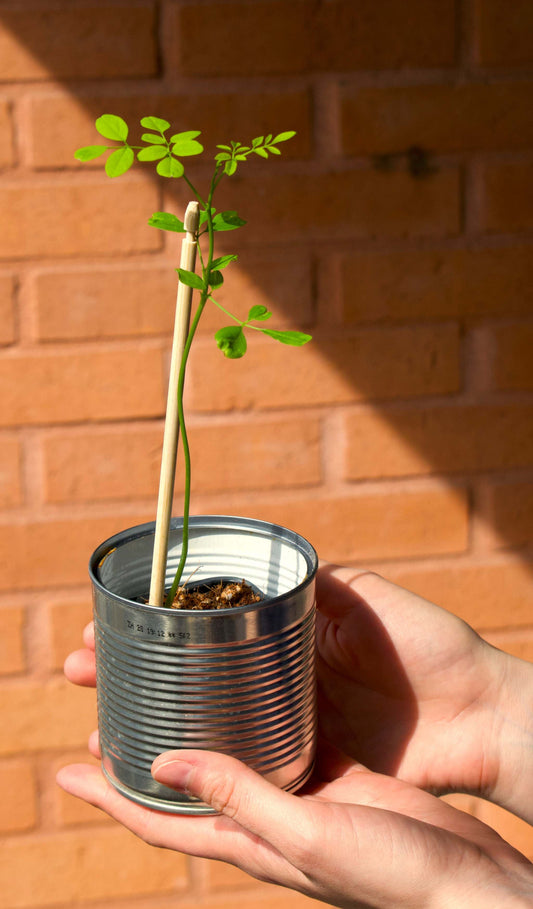 Moringa Oleifera Träd