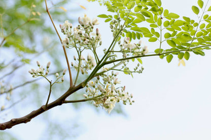Moringa oleifera | Pepparrotsträd