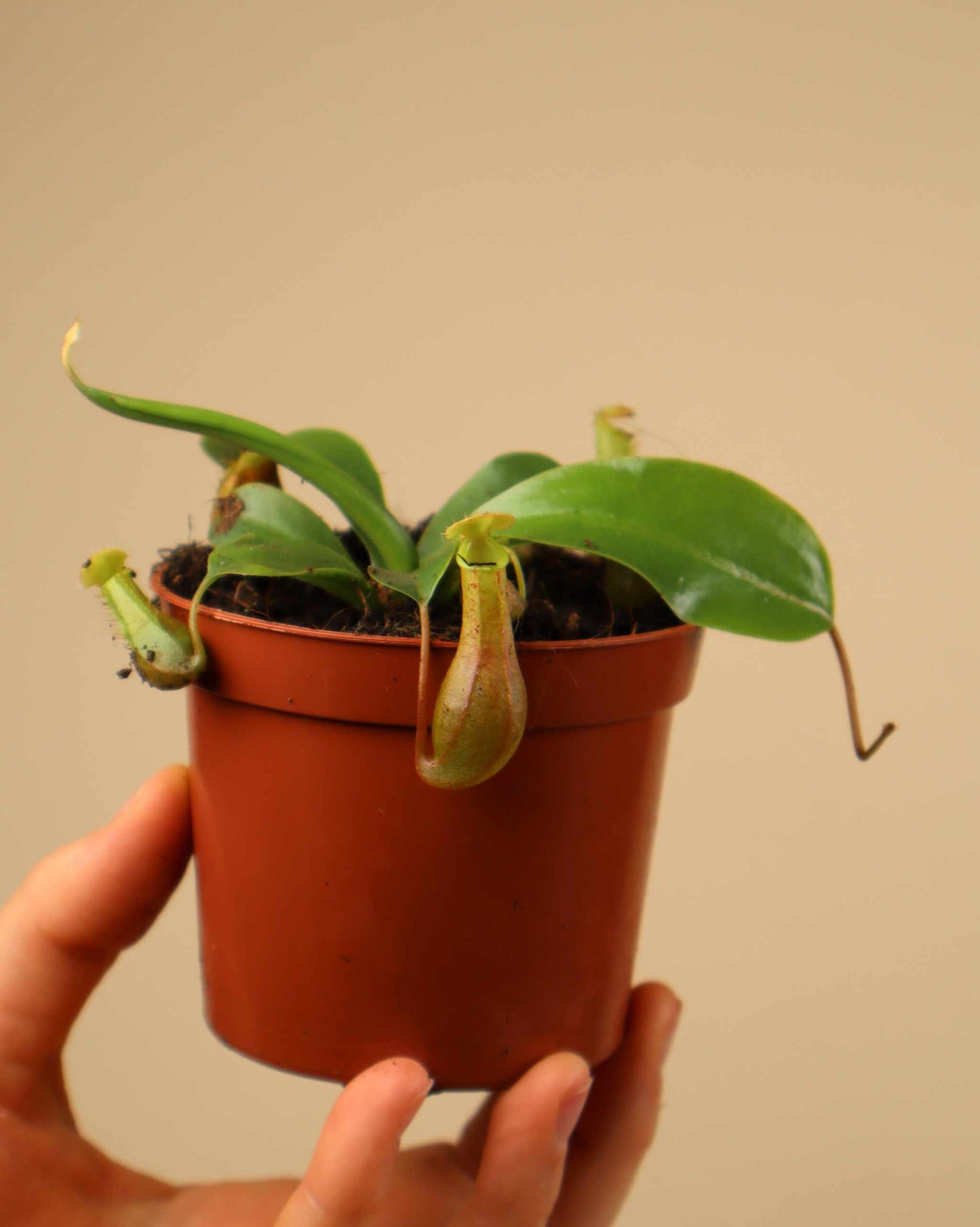 Nepenthes alata 'Krug'