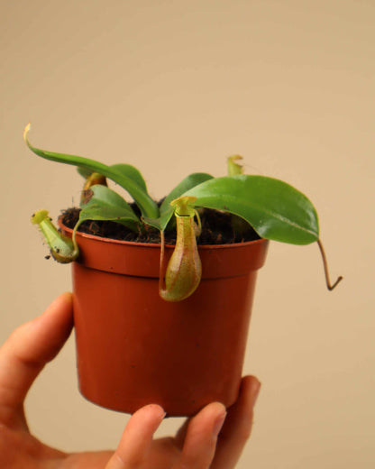 Nepenthes alata 'Krug'