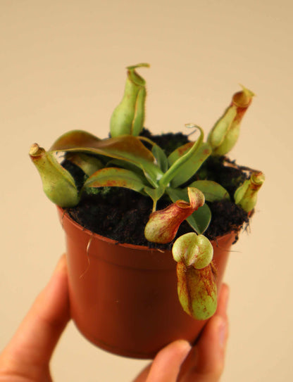 Nepenthes × Gaya 'Kannranka'