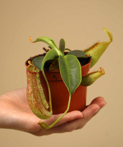 Nepenthes NoID