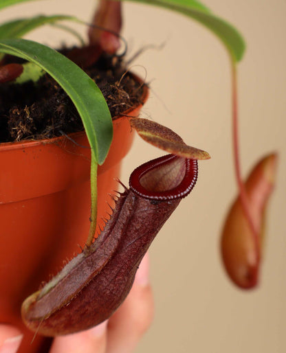 Nepenthes singalana