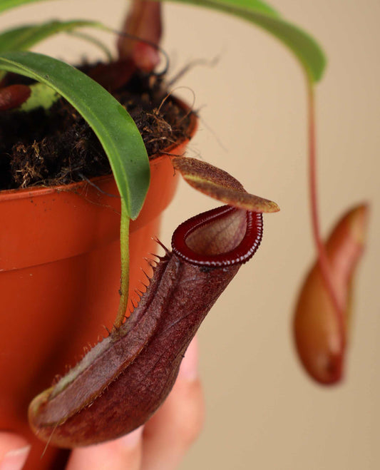 Nepenthes singalana