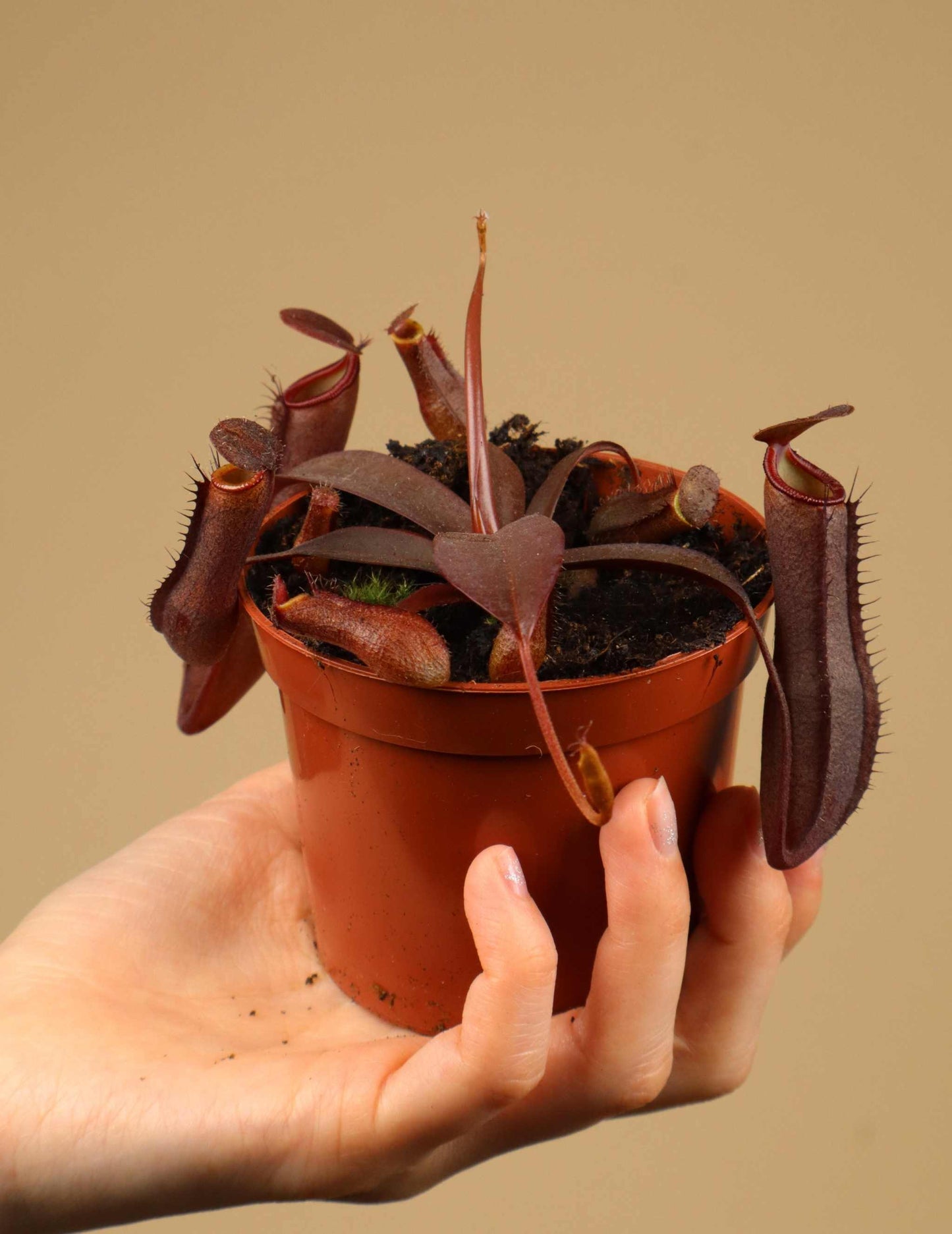 Nepenthes x Rebecca Soper