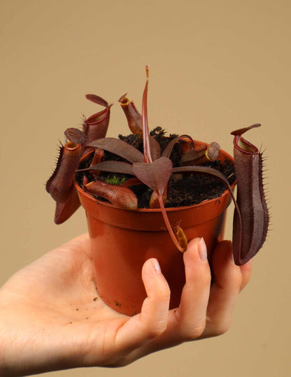 Nepenthes x Rebecca Soper