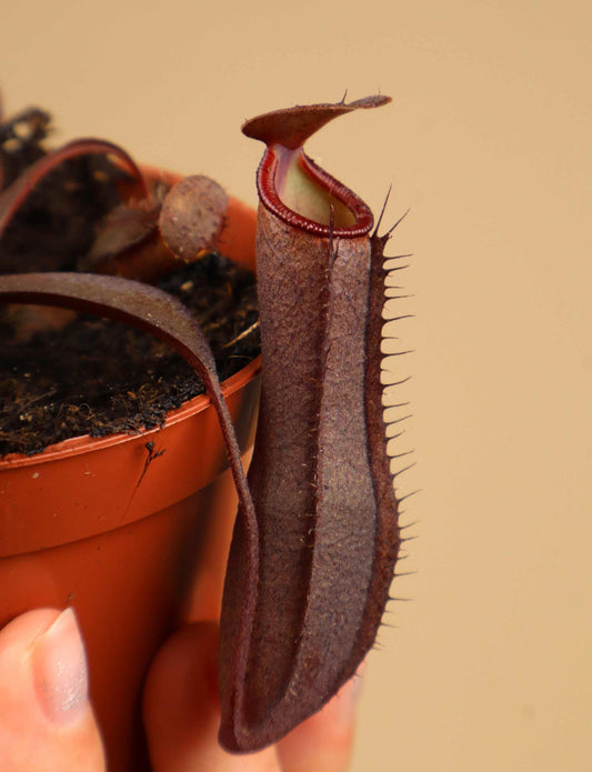 Nepenthes x Rebecca Soper