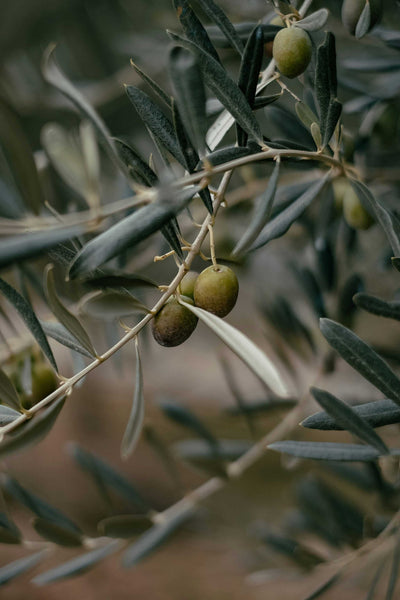 Olivträd | Olea europaea