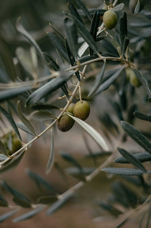 Olivträd | Olea europaea