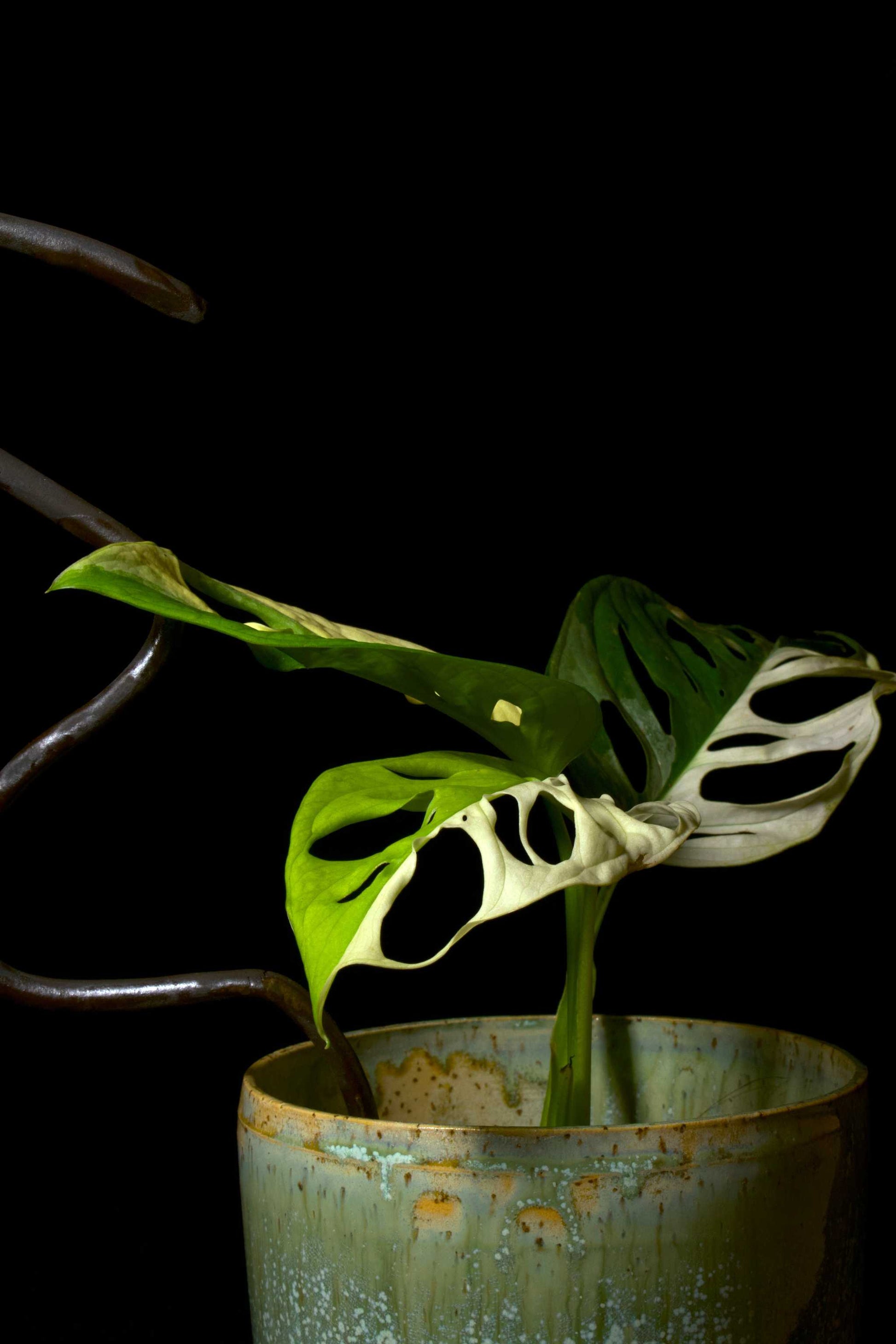 Obliqua variegata