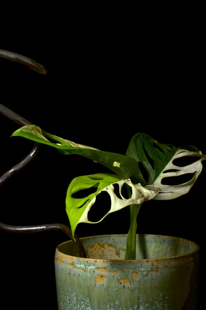 Obliqua variegata