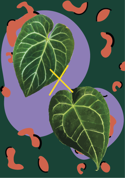 Anthurium Crystallinum X Magnificum