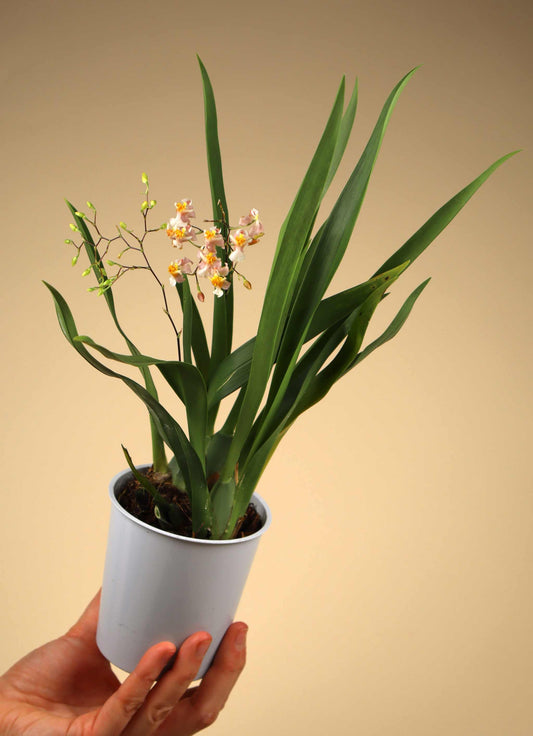 Oncidium 'Tiny Twinkle' (cheirophorum × sotoanum)