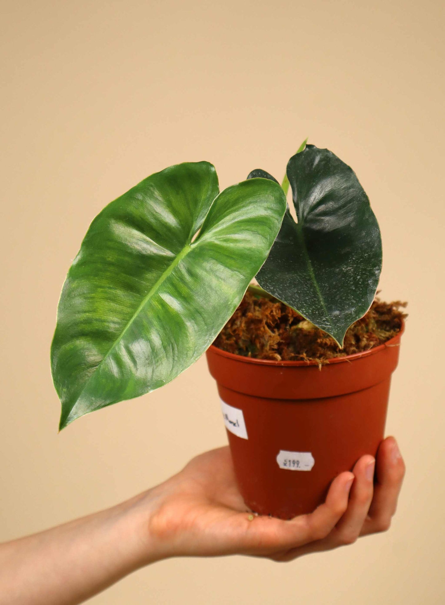 Philodendron 'Burle Marx'