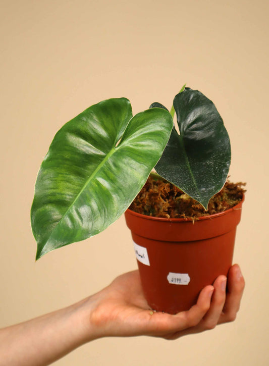 Philodendron 'Burle Marx'