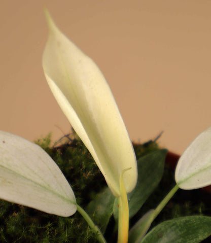 Philodendron 'Florida Ghost'
