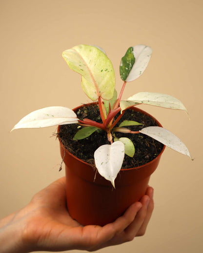 Philodendron 'Snowdrift'
