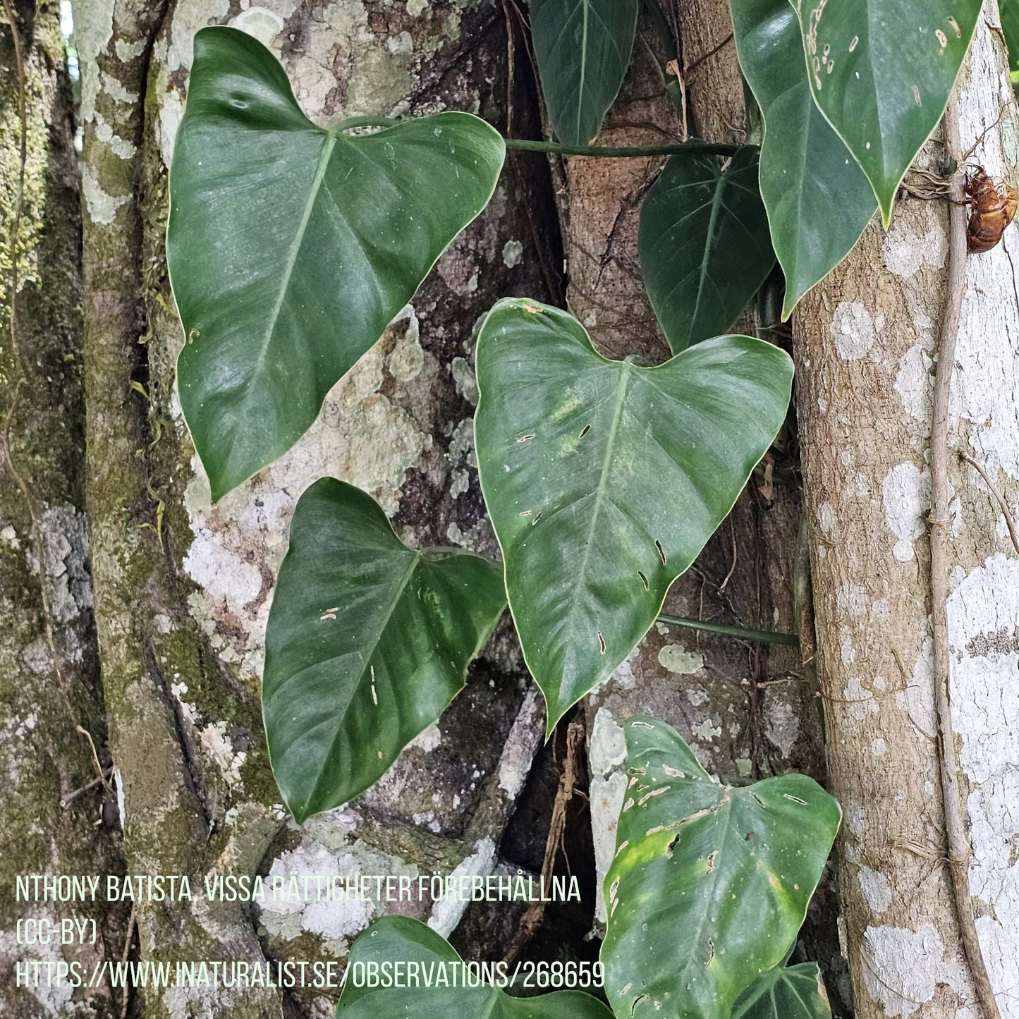 Philodendron cotonense