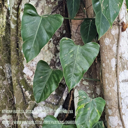 Philodendron cotonense